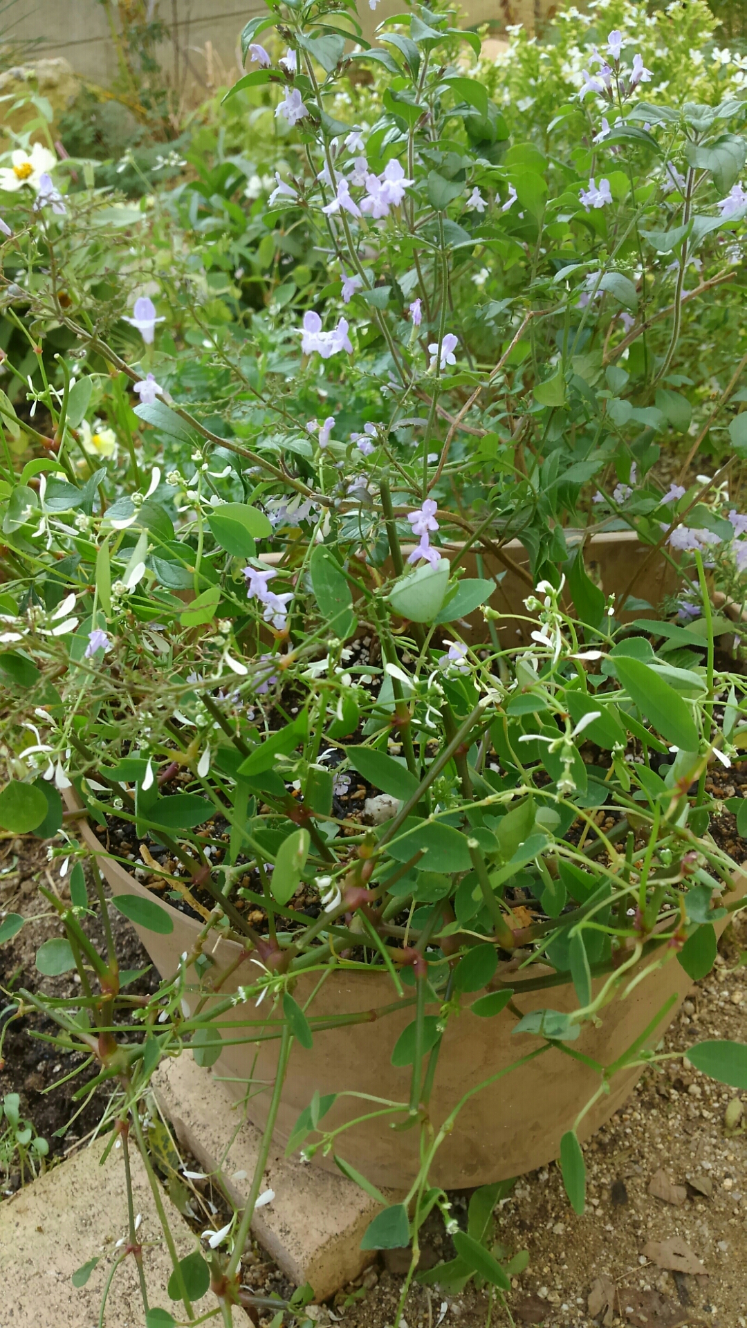 クフェアとカラミンサの魔法 小さな庭の開拓者