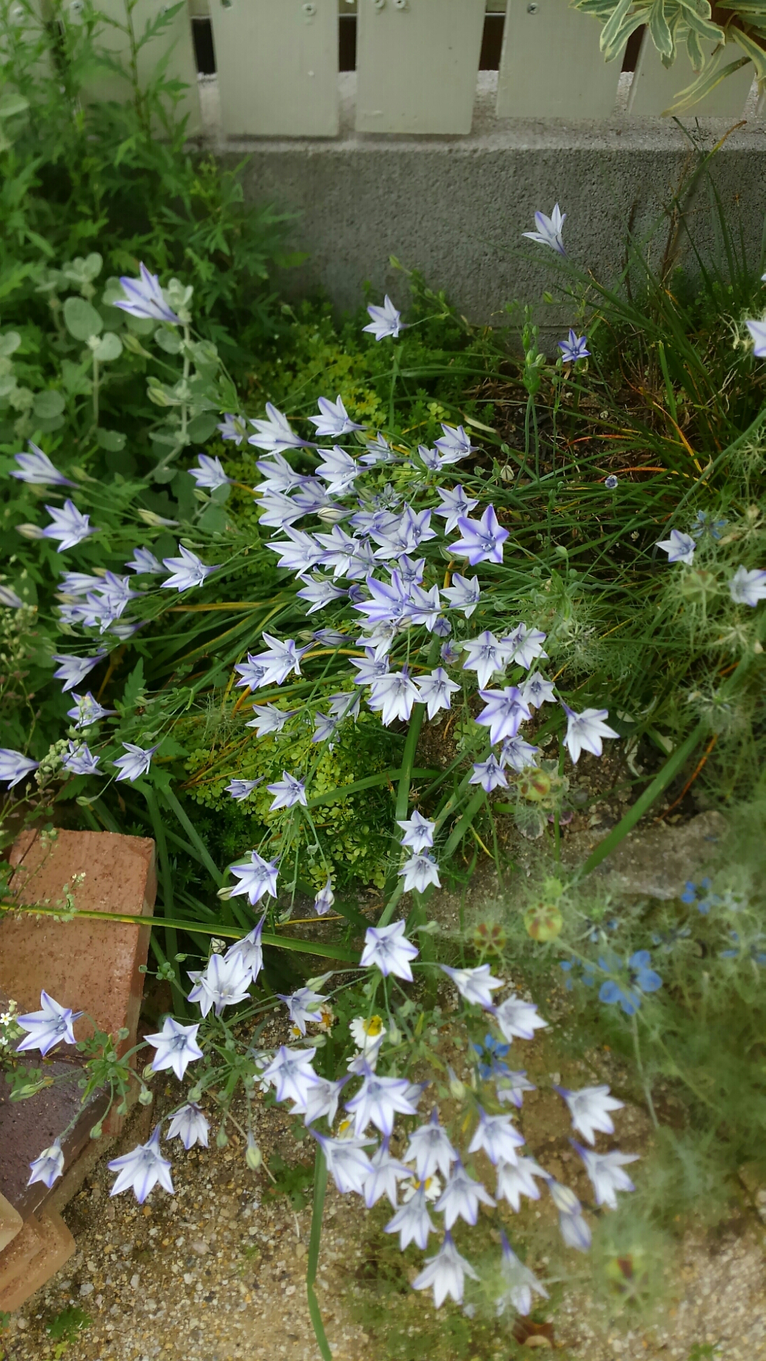 クッションモスにチャレンジ 小さな庭の開拓者 クッションモスにチャレンジ 小さな庭の開拓者