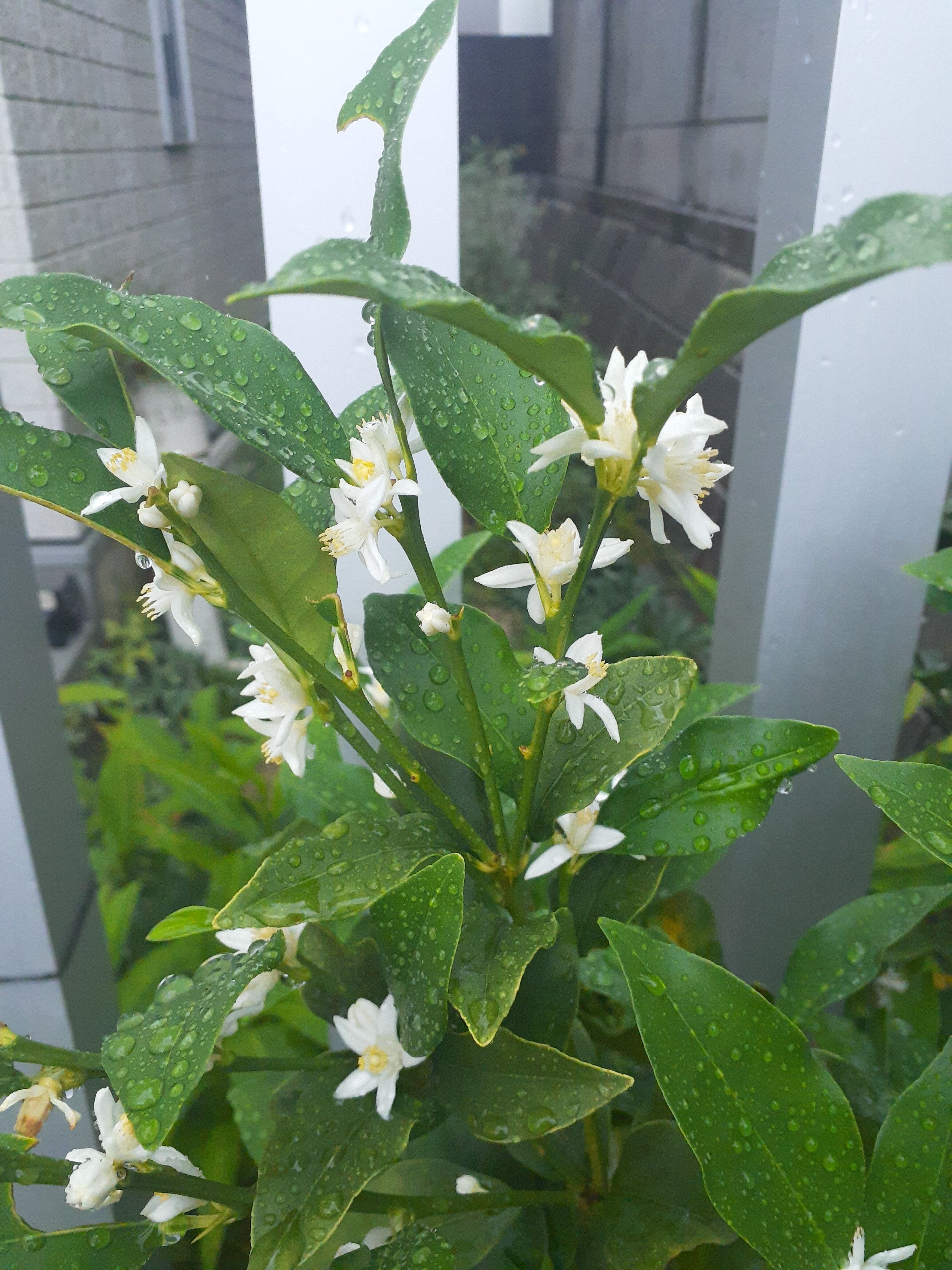 この時期のビオラと金柑の花が咲いたこと 小さな庭の開拓者