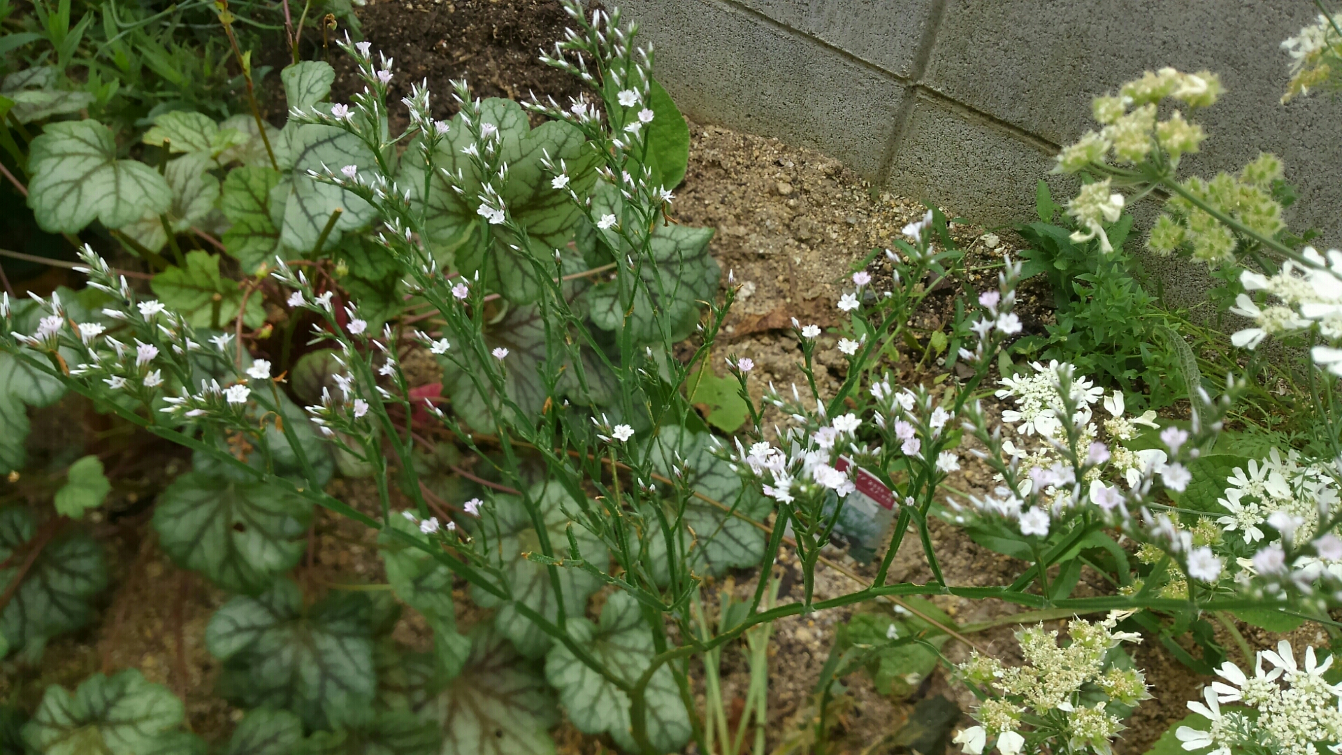 クッションモスにチャレンジ 小さな庭の開拓者 クッションモスにチャレンジ 小さな庭の開拓者