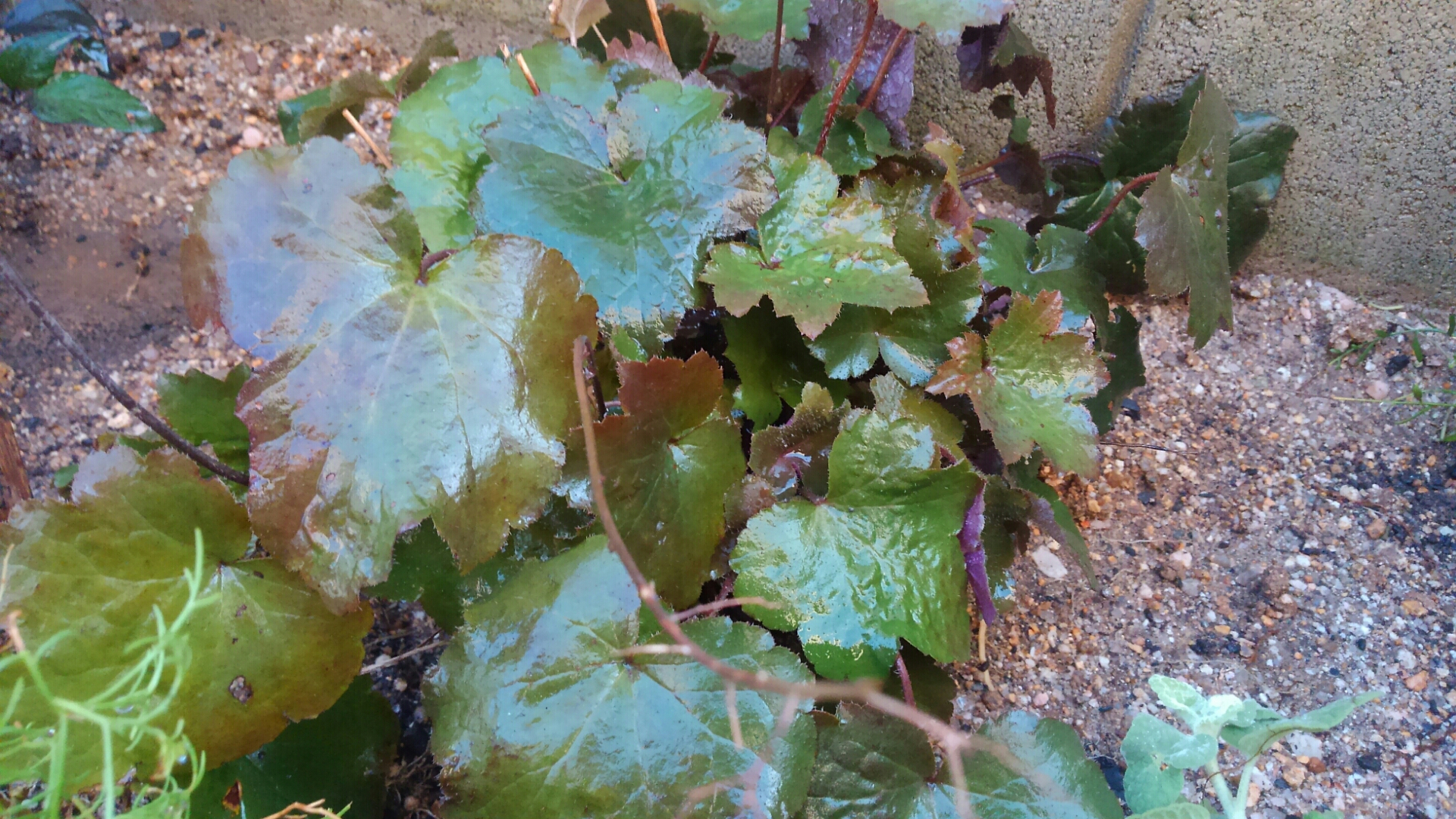 西の花壇 移植に耐えられるか 小さな庭の開拓者