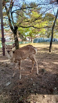 LINE_ALBUM_吉野桜_220501_1