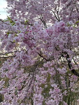 LINE_ALBUM_吉野桜_220501_5