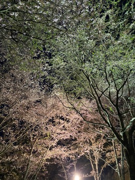 LINE_ALBUM_吉野桜_220501_7