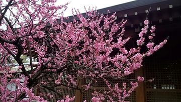 20190306梅林と椿_190323_0009