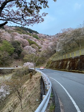 LINE_ALBUM_吉野桜_220501_3