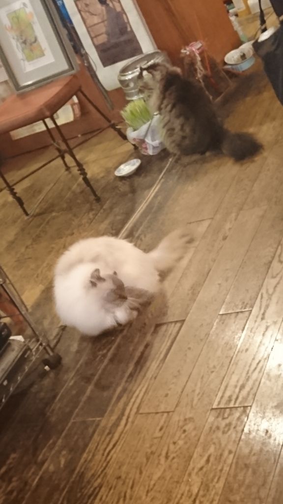 新宿区 新宿御苑前 ディーカッツェ その2 りしのカレーとお酒と美味しい物の本棚