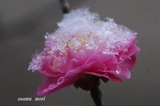紅梅6