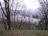 長瀞桜4