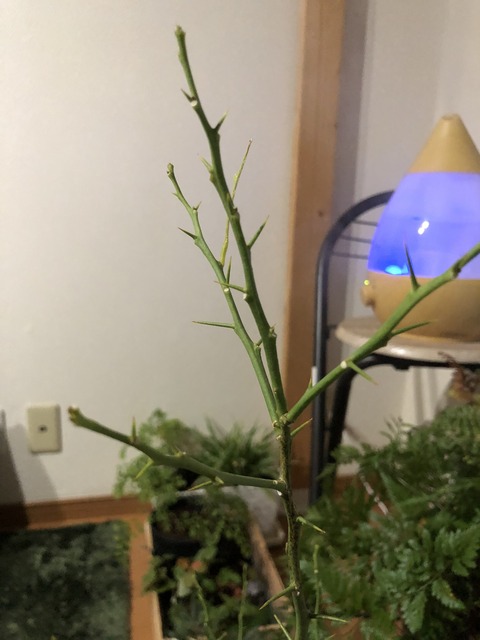20191107_123409875_iOS