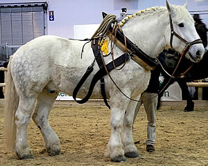 percheron