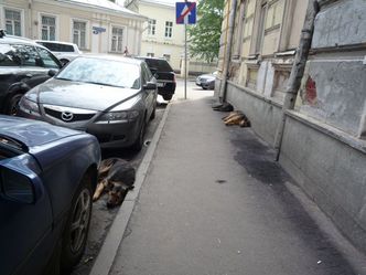 dogs1