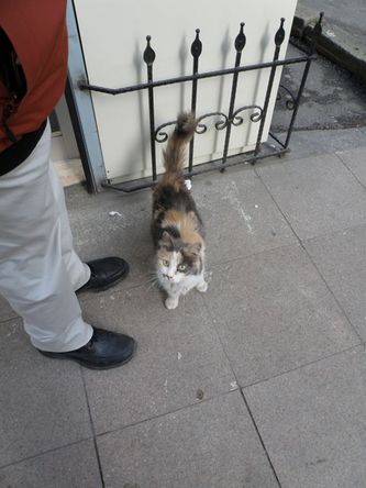 nyanko09