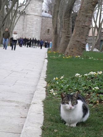 nyanko12
