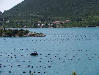 ston15