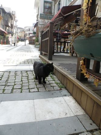 nyanko03