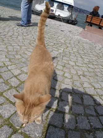 nyanko04