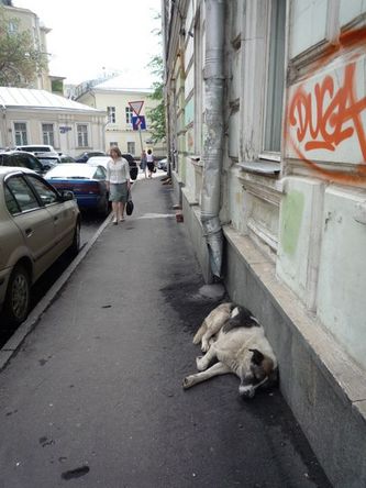 dogs2