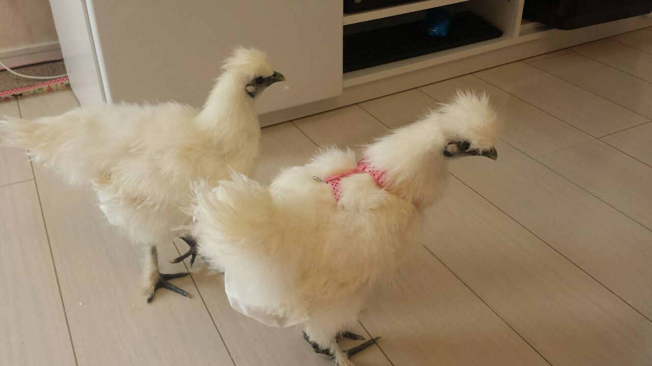 烏骨鶏にハーネス 都内で烏骨鶏とヘビとネコ 烏骨鶏にハーネス 都内で烏骨鶏とヘビとネコ