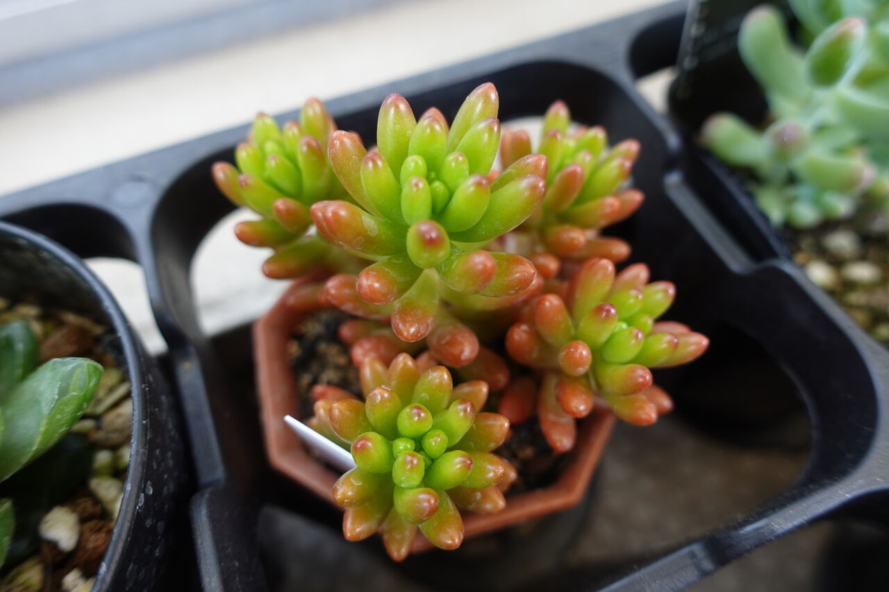 多肉植物育成０日目 大量の多肉植物を購入したので一部ご紹介します Rithu Blog