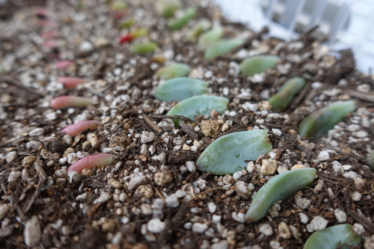 多肉植物育成1日目 増殖用多肉葉から小さな葉が出てきました Rithu Blog 多肉植物育成1日目 増殖用多肉葉から小さな葉が出てきました Rithu Blog