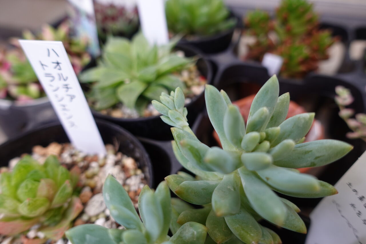 多肉植物育成1日目 増殖用多肉葉から小さな葉が出てきました Rithu Blog