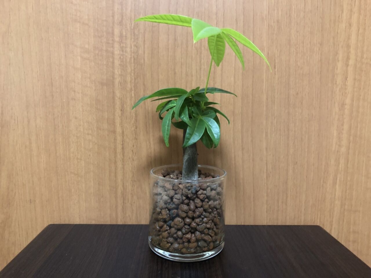私の部屋を彩る可愛い観葉植物を紹介させてください Rithu Blog