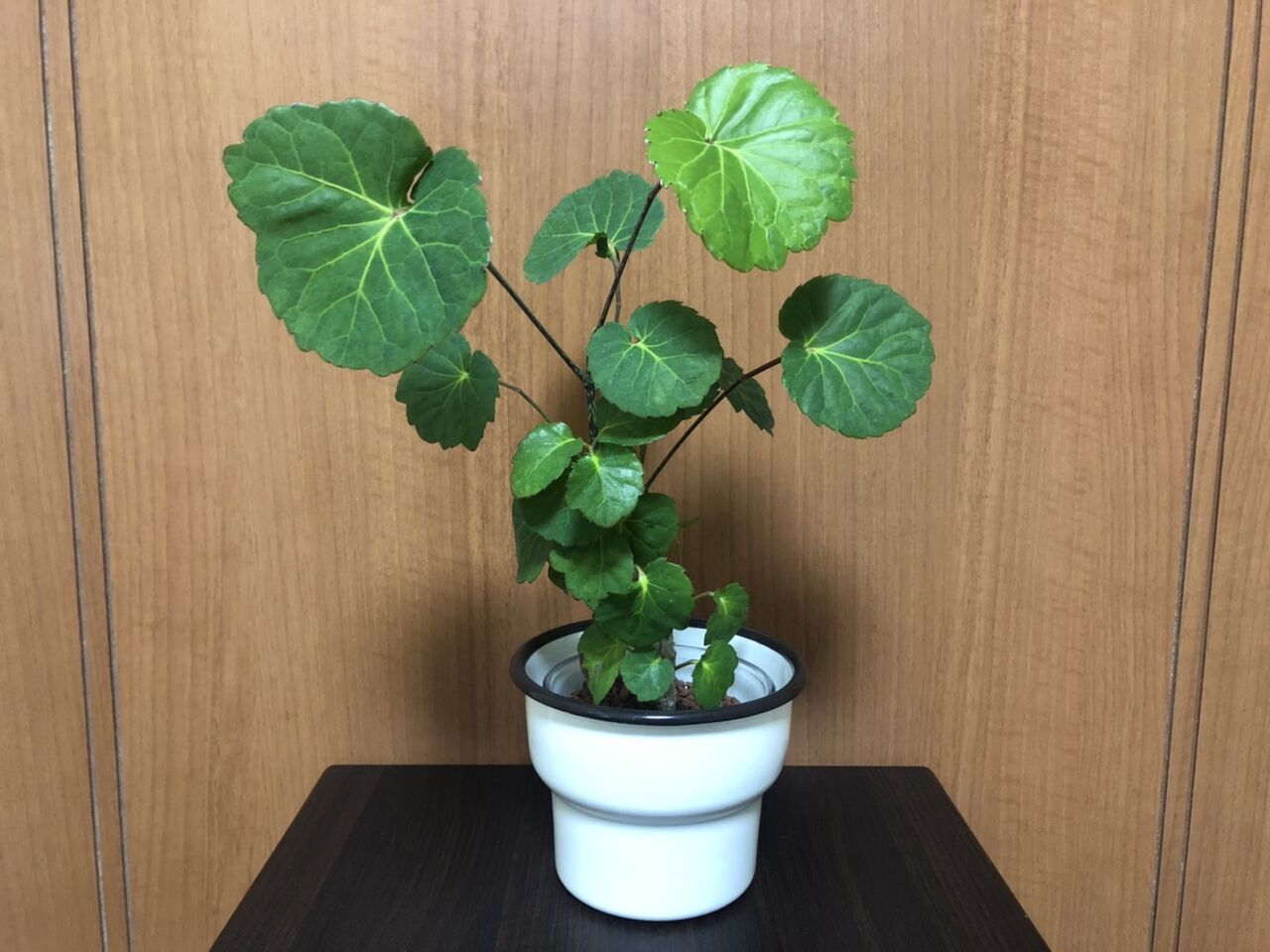 私の部屋を彩る可愛い観葉植物を紹介させてください Rithu Blog
