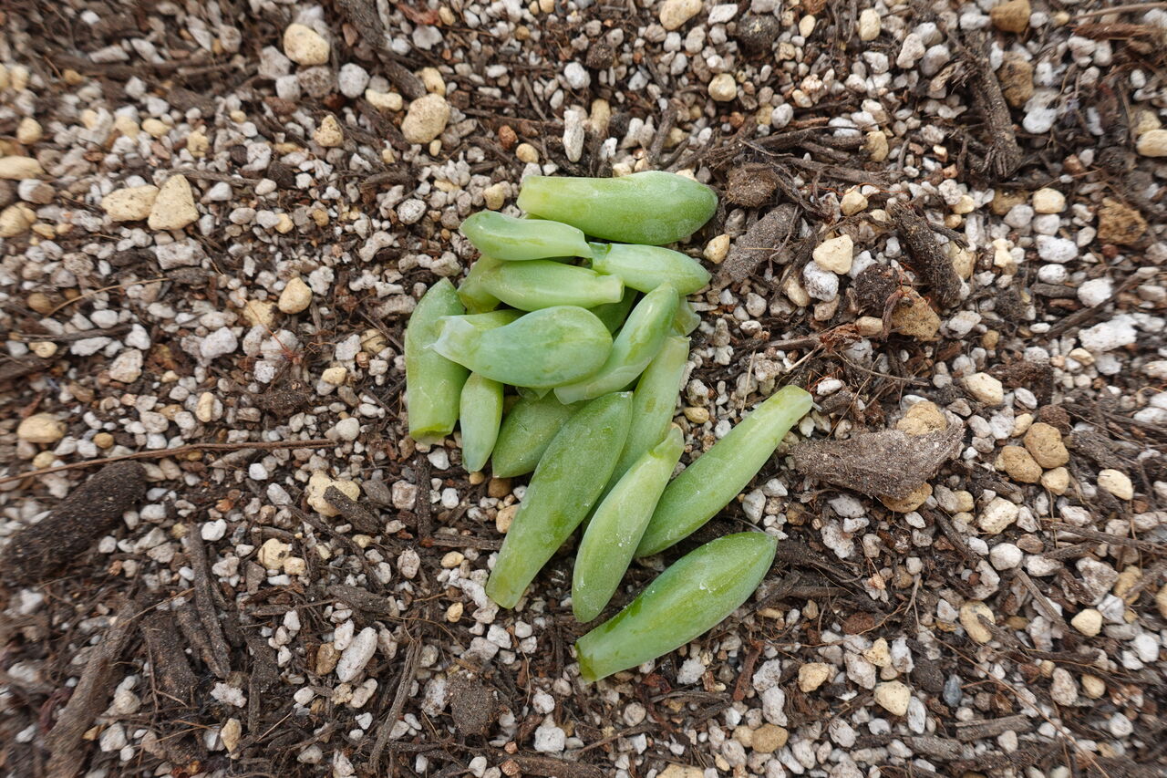 多肉植物育成生活９日目 挿し木中にぽろぽろとれた葉で葉挿し Rithu Blog