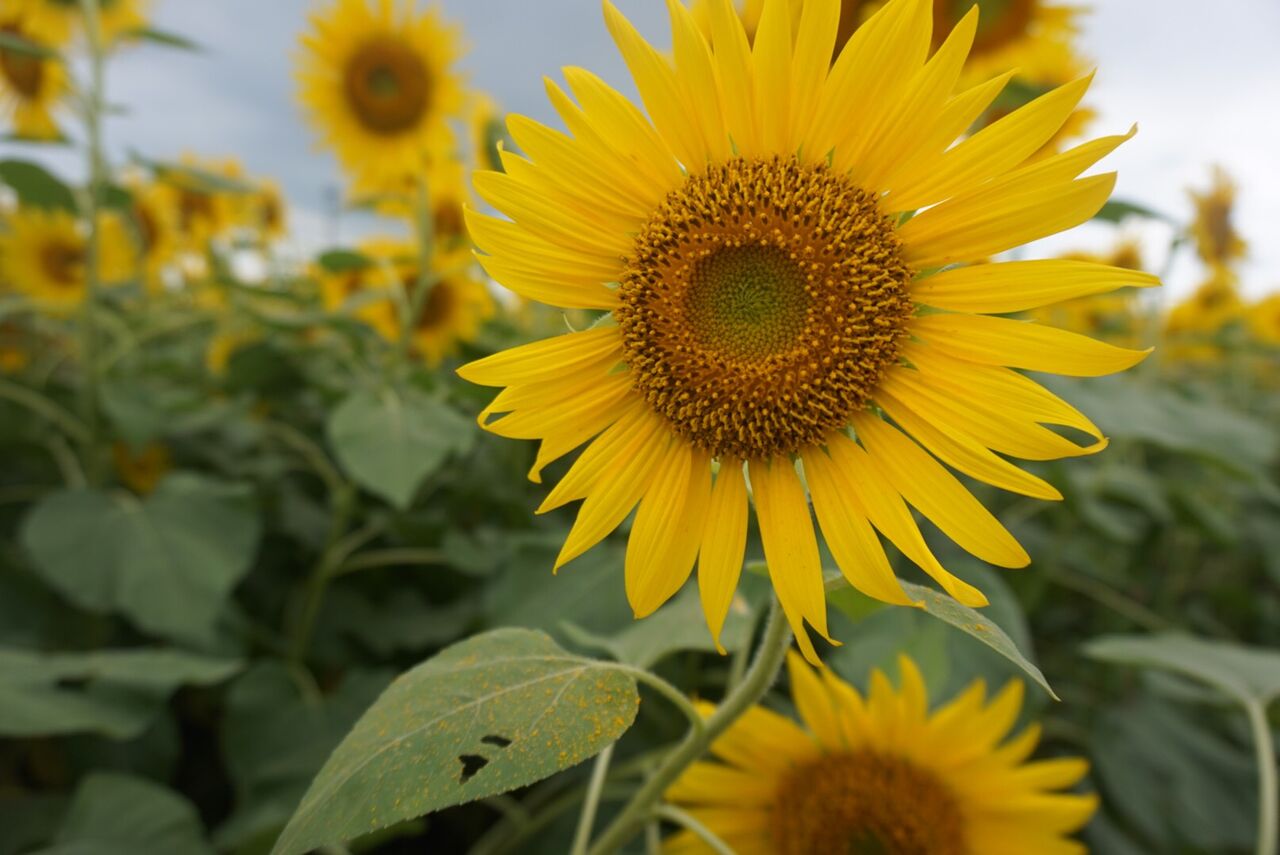 夏の大輪花 たくさんのひまわりに囲まれた花畑 座間のヒマワリが壮観 Rithu Blog