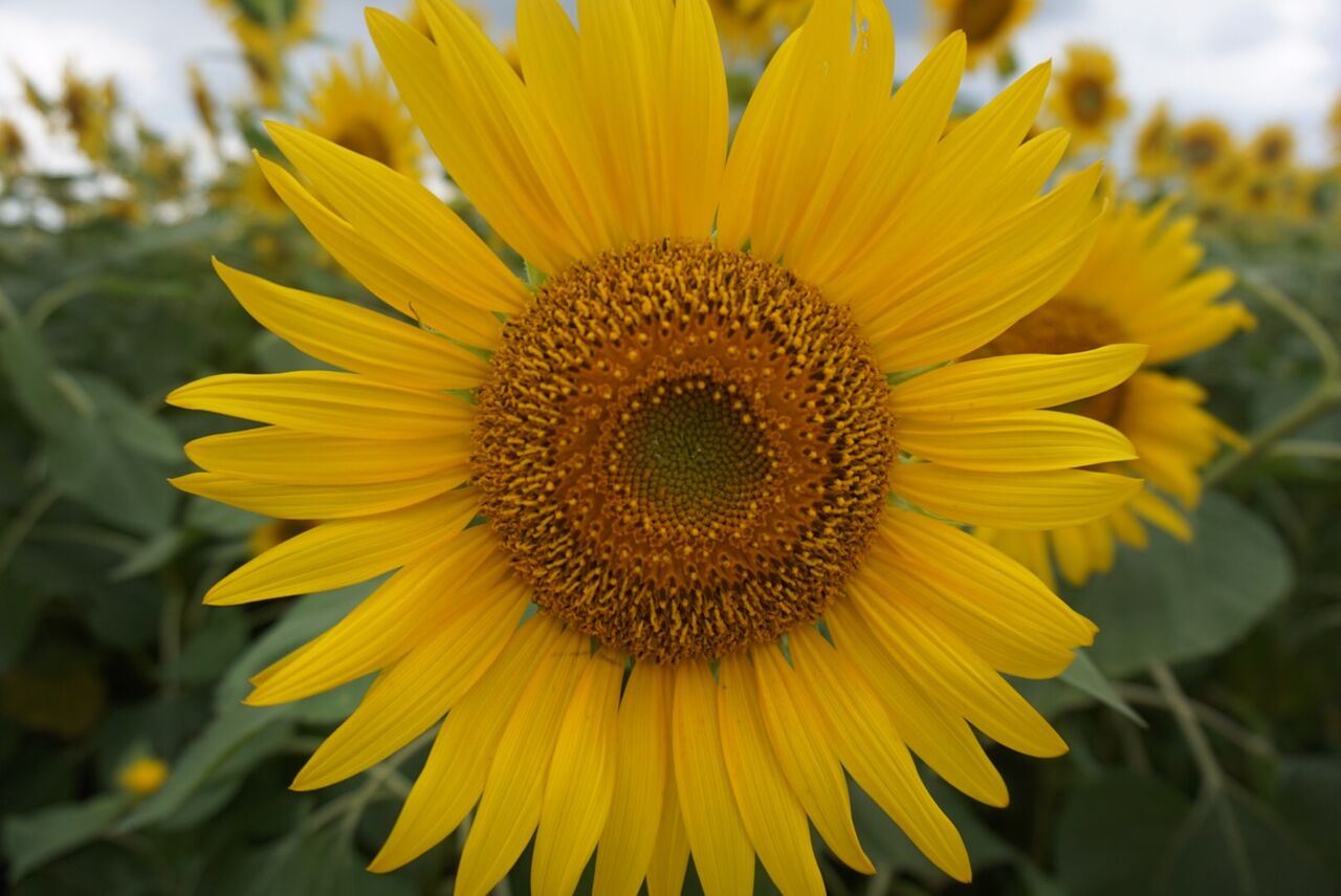 夏の大輪花 たくさんのひまわりに囲まれた花畑 座間のヒマワリが壮観 Rithu Blog