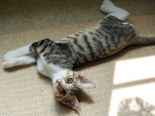 ���ͤ���85