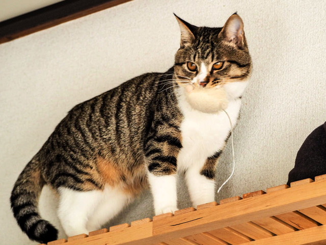 ���ͤ���10