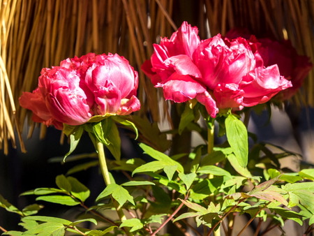 �ܤ�������7