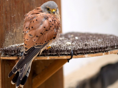 ���������ގݎΎގ�