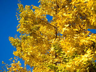 ��ˡ������5