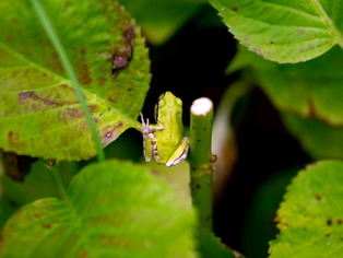 ���ώ��ގ���14