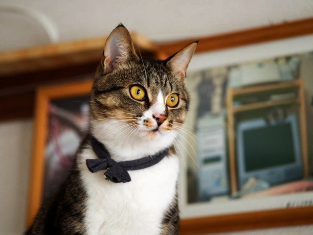 ���ͤ���4