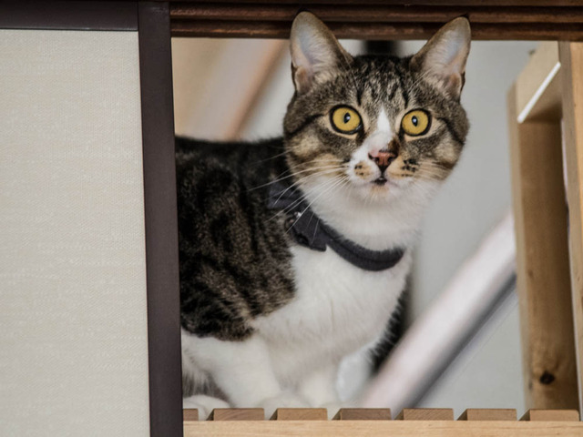 ���ͤ���5