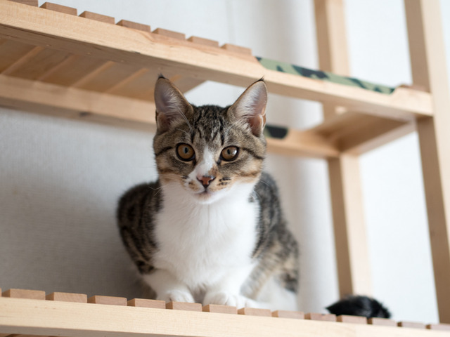 ���ͤ���1