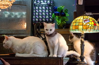 �Ȏ�����7