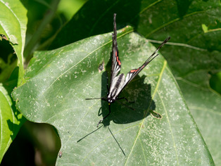 �����ܥ����ޥ���04