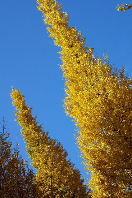 ���ܳ���ν�