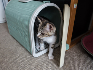 ���ͤ���28