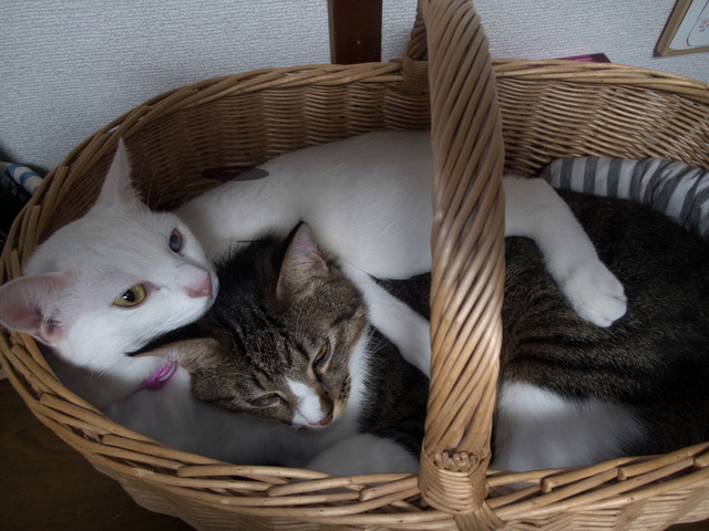 ���ͤ�������������2