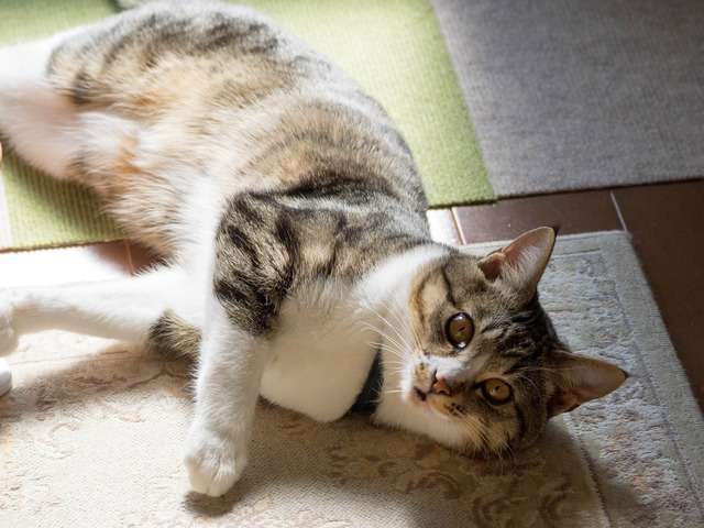 ���ͤ���12