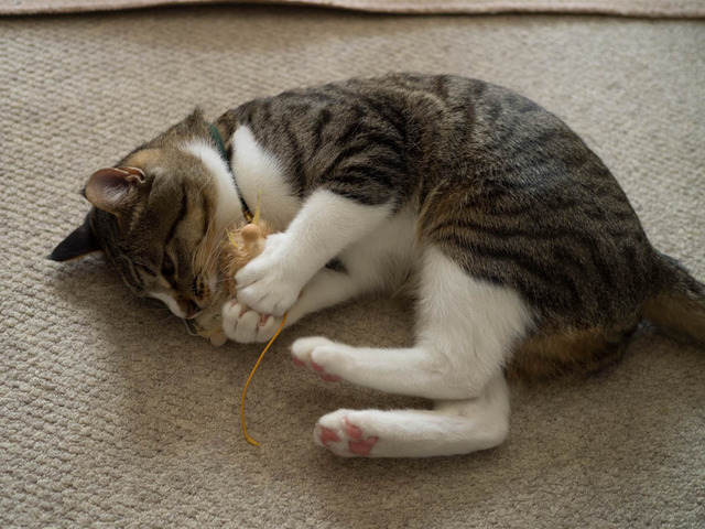 ���ͤ���11