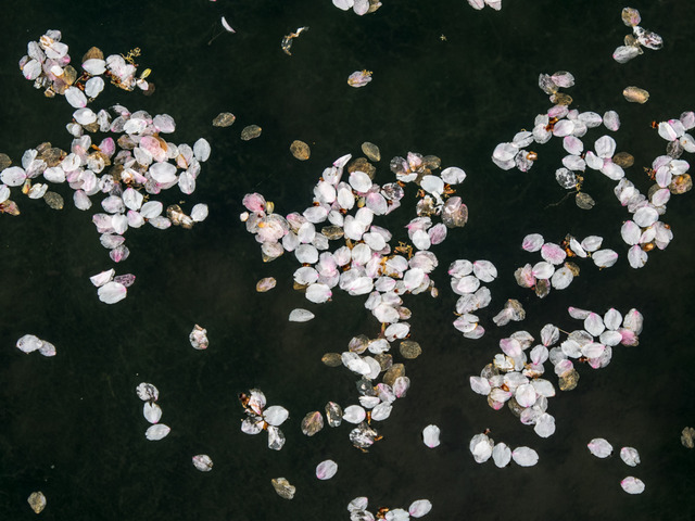 今泉名水桜公園4