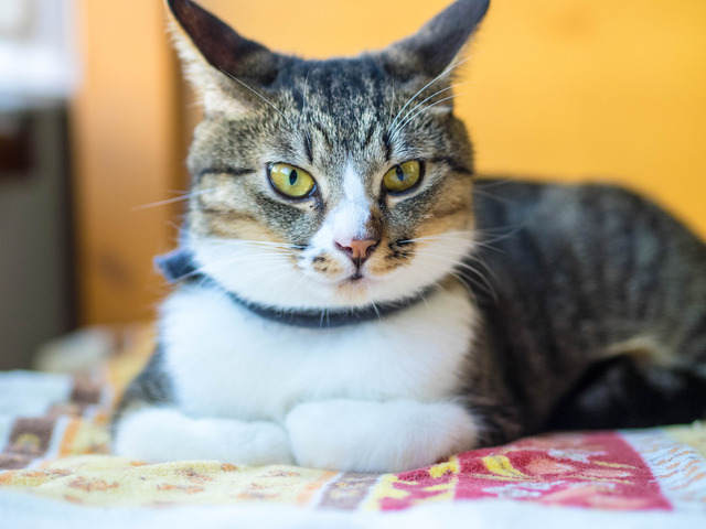 ���ͤ���1