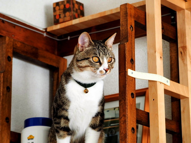 ���ͤ���15